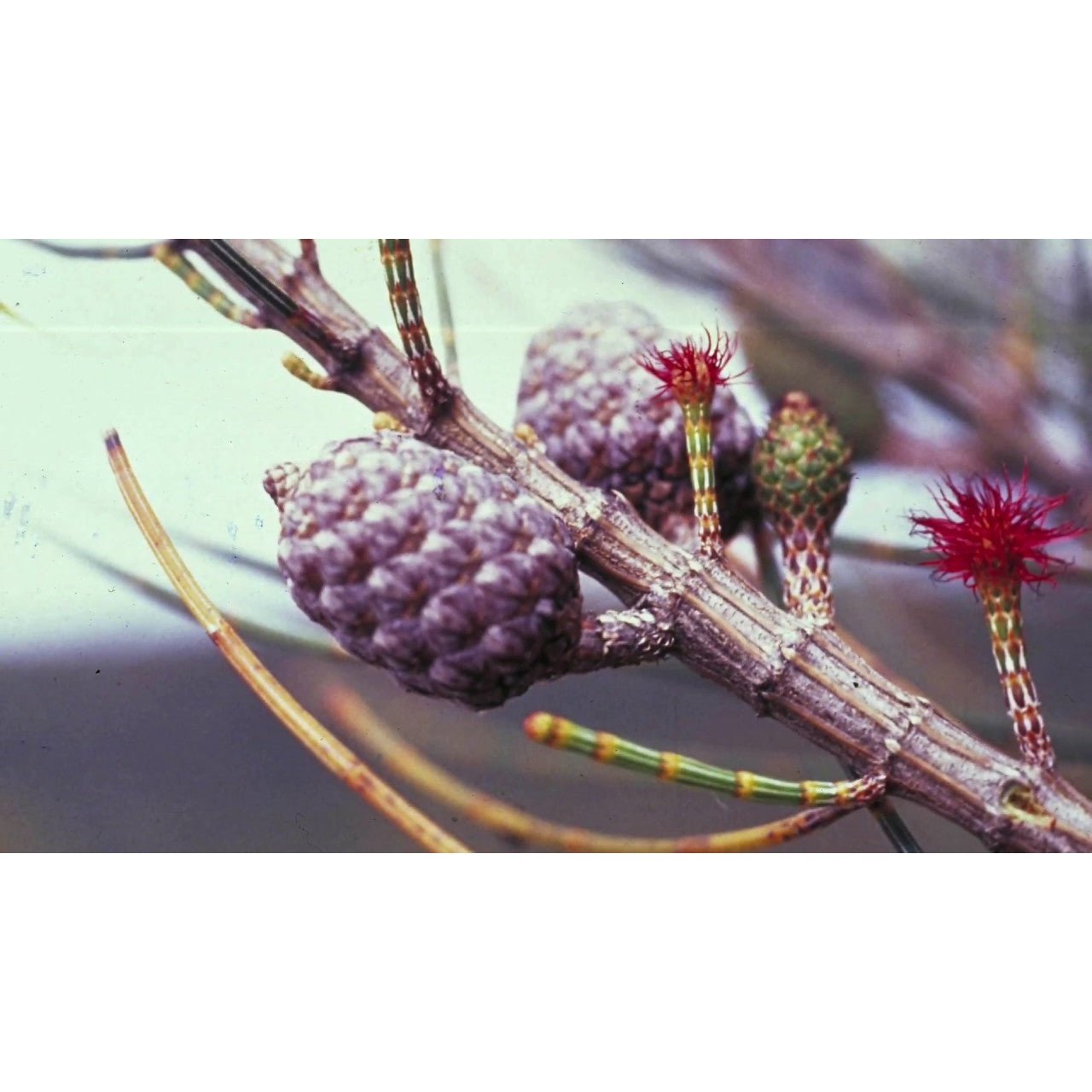Australian Bush Flower Essences She Oak 15ml - Cutprice Online