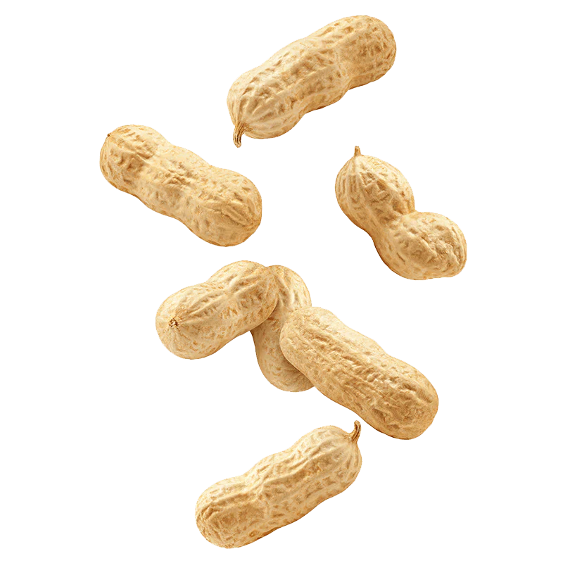 Macro Mike Peanut Plant Protein Peanut Butter Brittle 520g MACRO MIKE