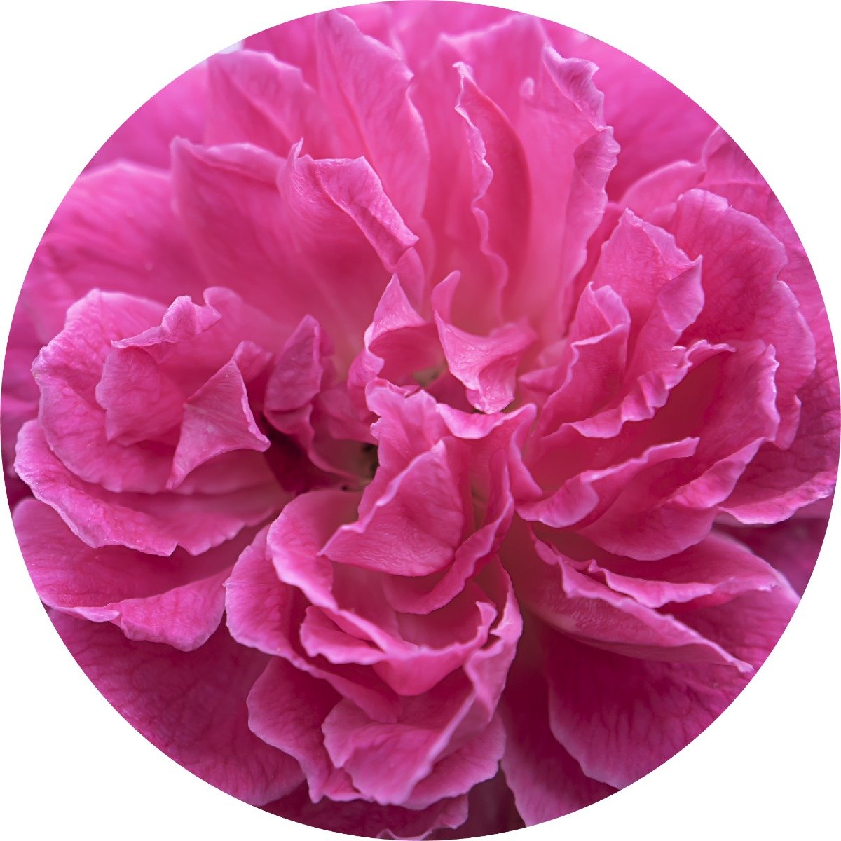Ausganica Organic Essential Oil Rose Otto 2ml - Cutprice Online