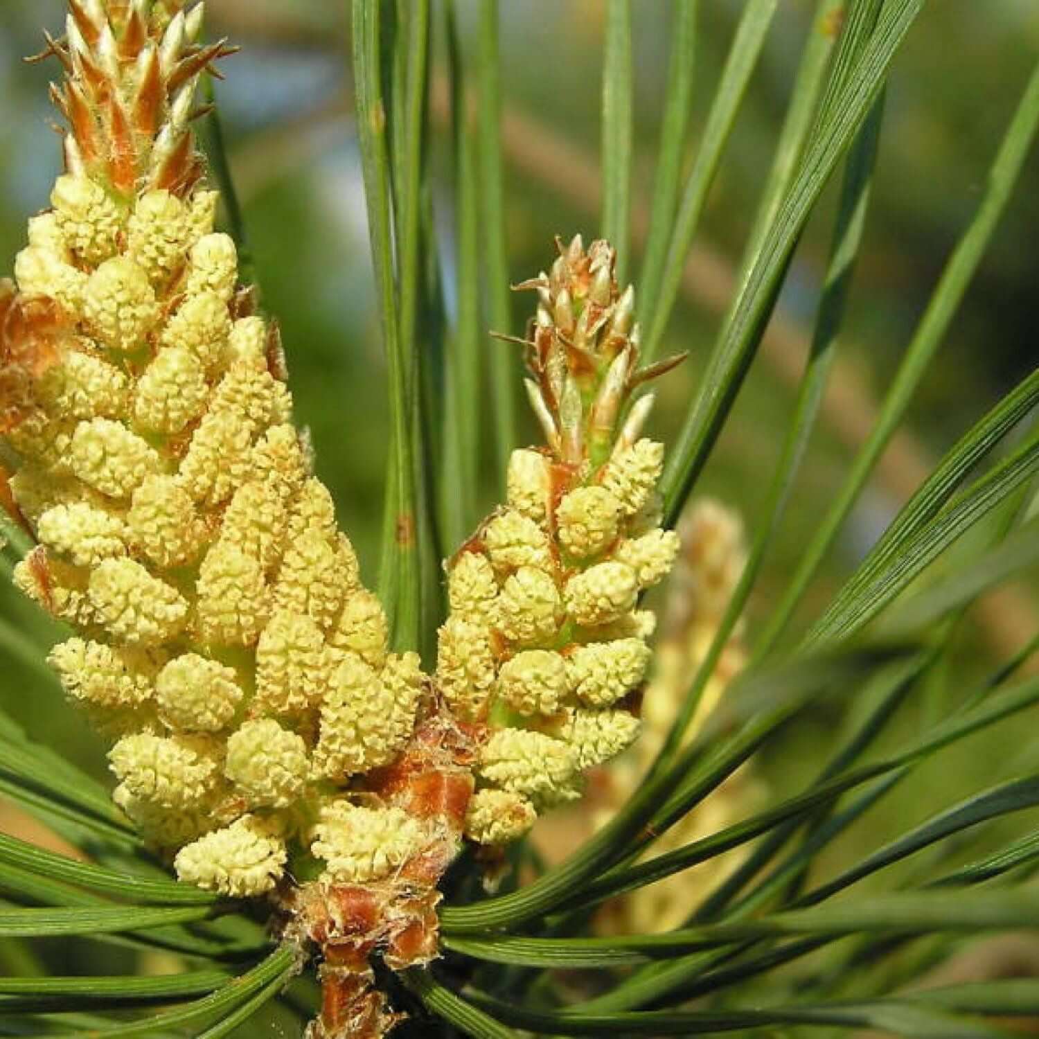 Ausganica Organic Essential Oil Pine Scotch 10ml - Cutprice Online