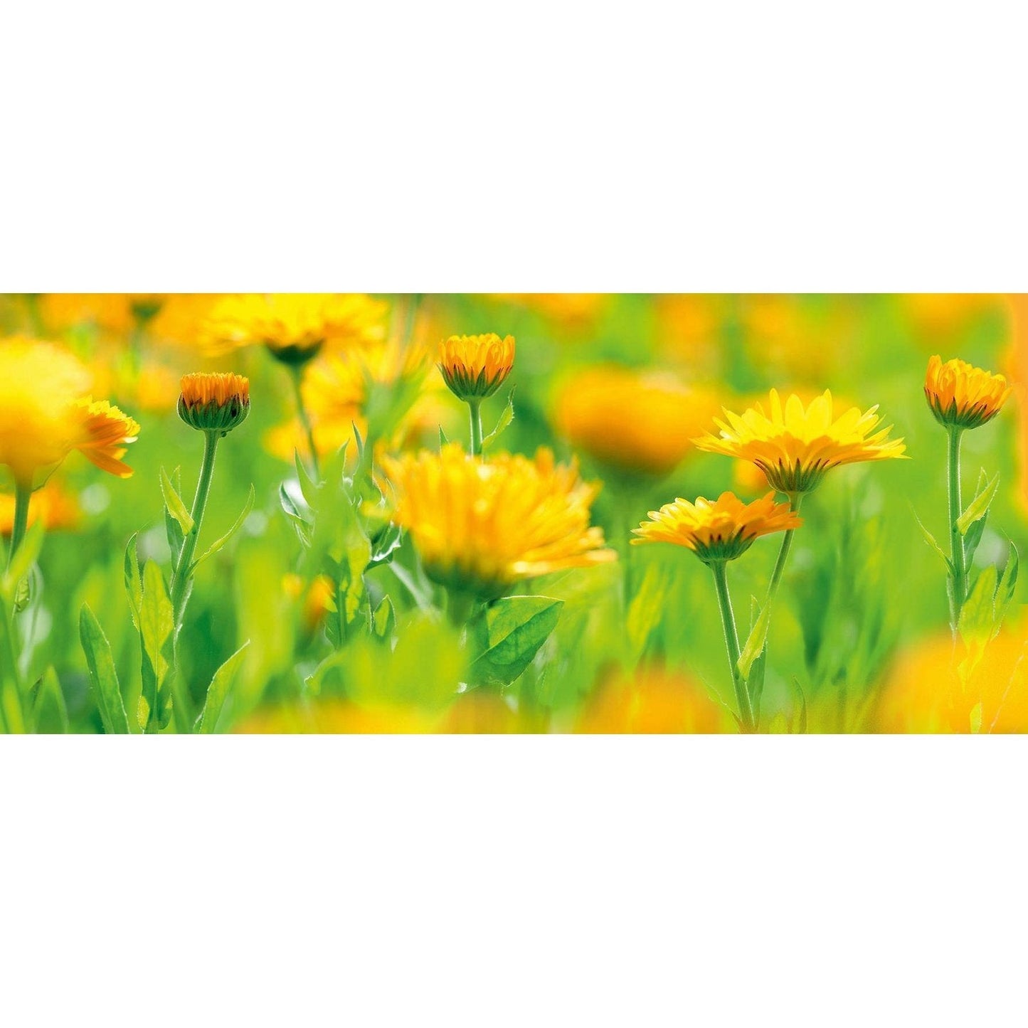 WELEDA Baby All Purpose Balm Calendula 25g WELEDA